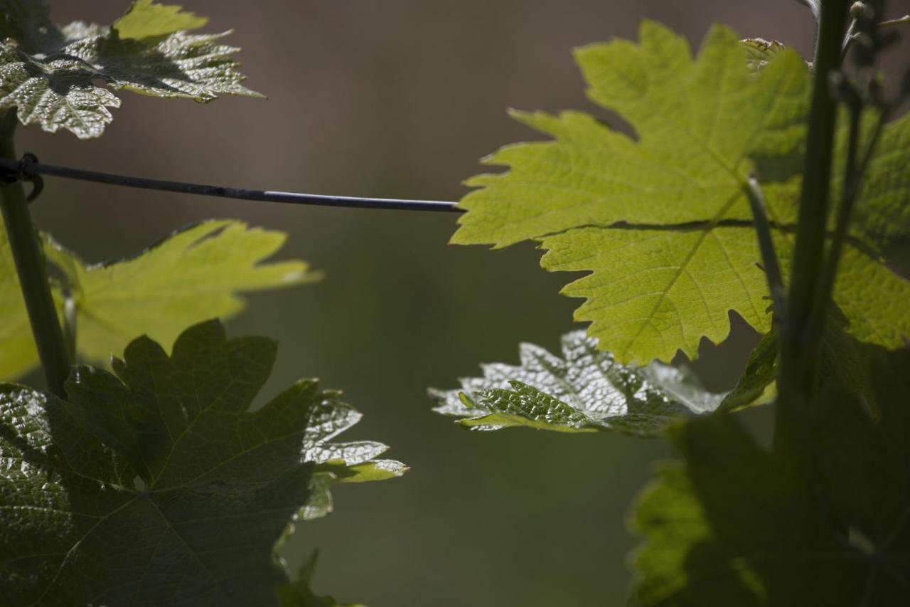 Cascina Marcantonio Acqui Terme Εξωτερικό φωτογραφία